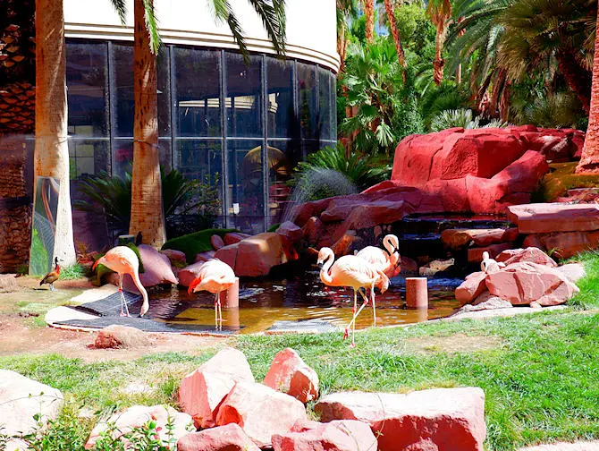 Flamingo Hotel in Las Vegas - Flamingo