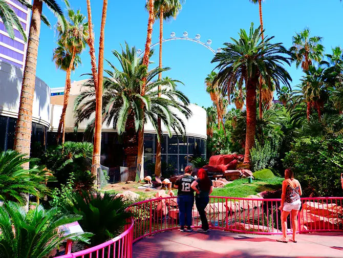 Flamingo Hotel in Las Vegas - Tuin