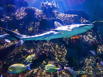 Shark Reef in het Mandalay Bay Hotel Las Vegas