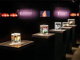 Bodies the Exhibition in Las Vegas
