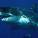Shark Reef Aquarium