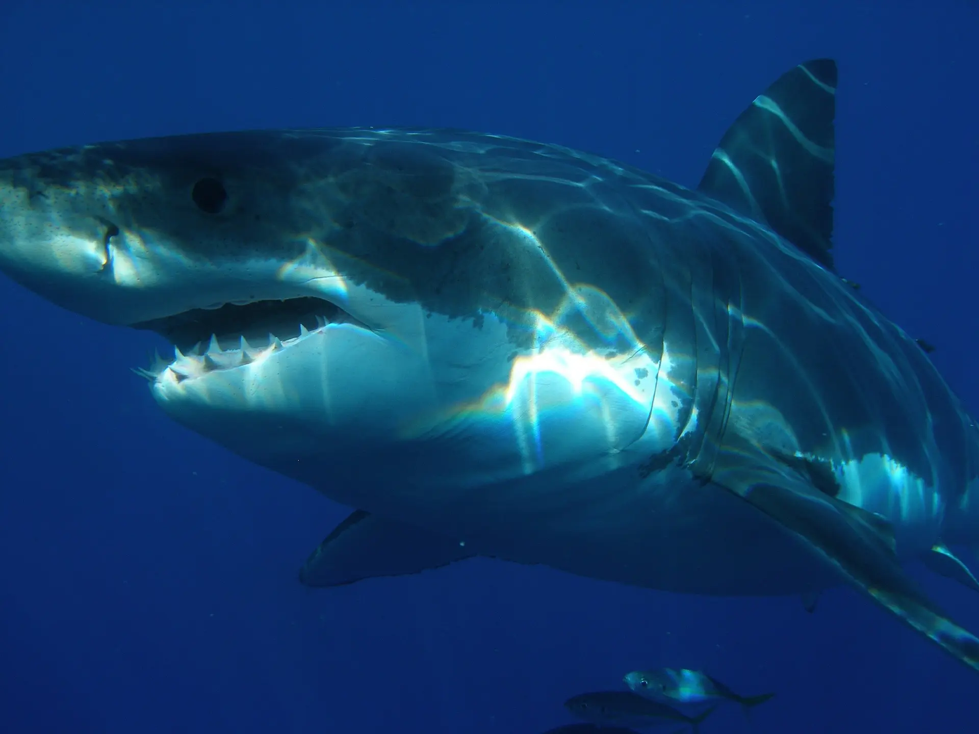Shark Reef Aquarium